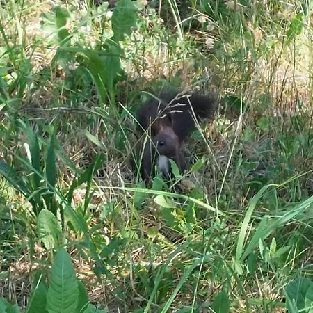 Horská chata Horská Chata Veverka Podbanská